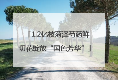 1.2亿枝菏泽芍药鲜切花绽放“国色芳华”